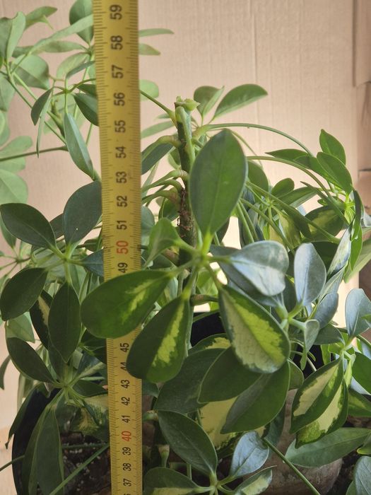 Schefflera arboricola szeflery 3 sztuki!