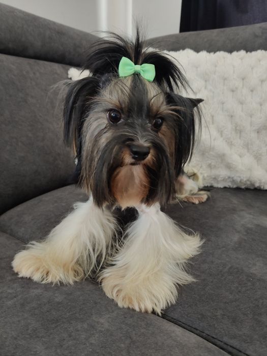 Dorosła suczka Biewer