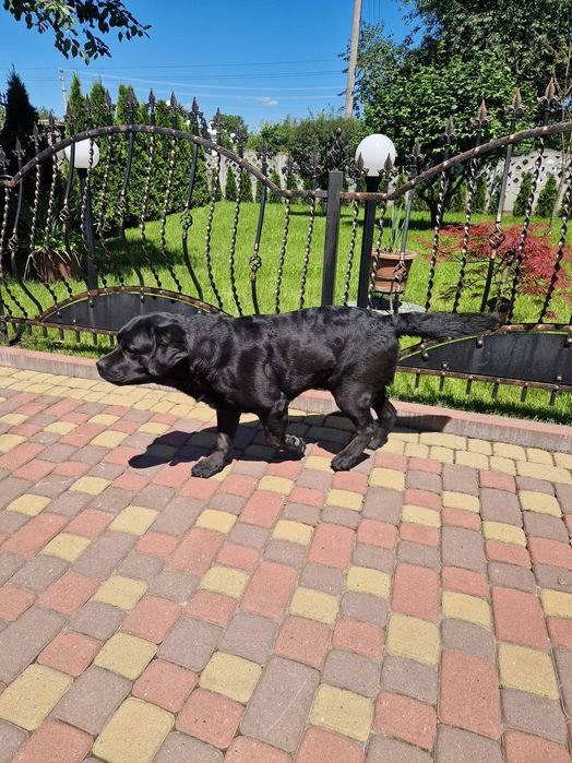 Лабрадор для в'язки, вʼязка лабрадорів, чорний кобель розвʼязаний