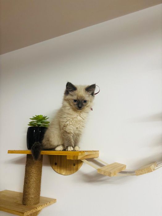 Śliczny Ragdoll z metryką!