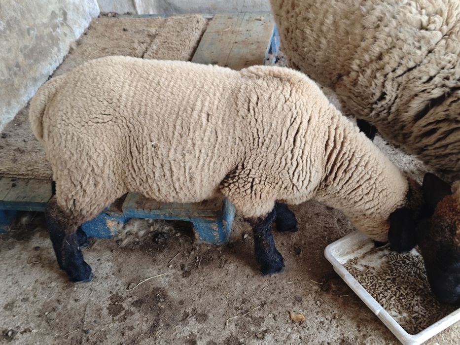 Macho Suffolk cruzado