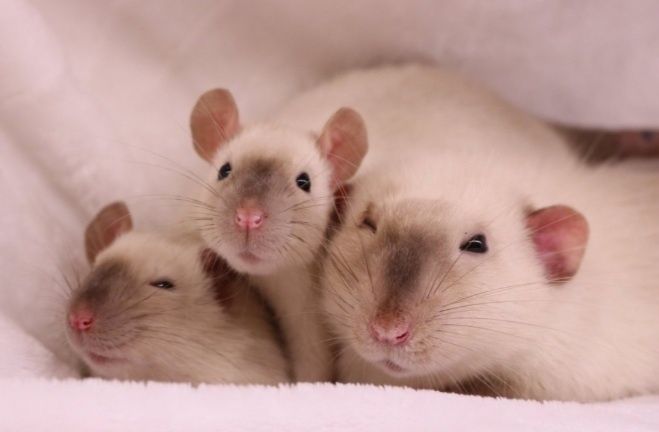 Домашні пацючки Сіамські.