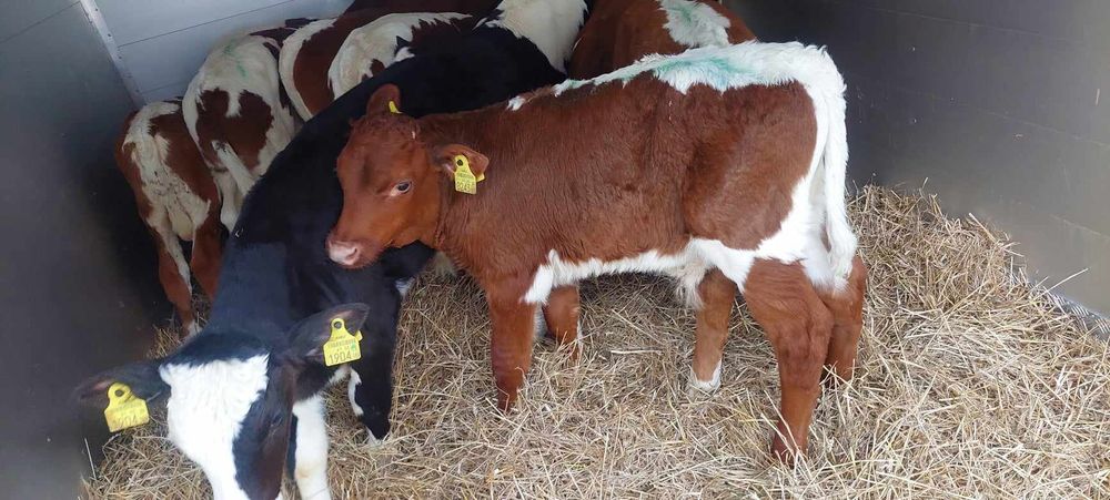 Sprzedam byczki miesne