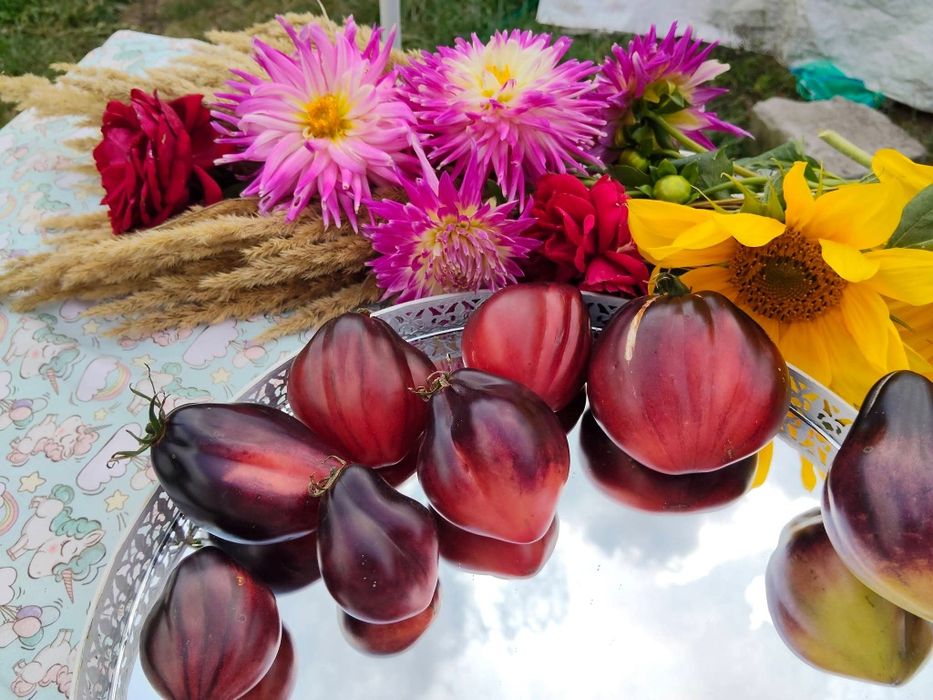 Nasionka kolekcjonerskie