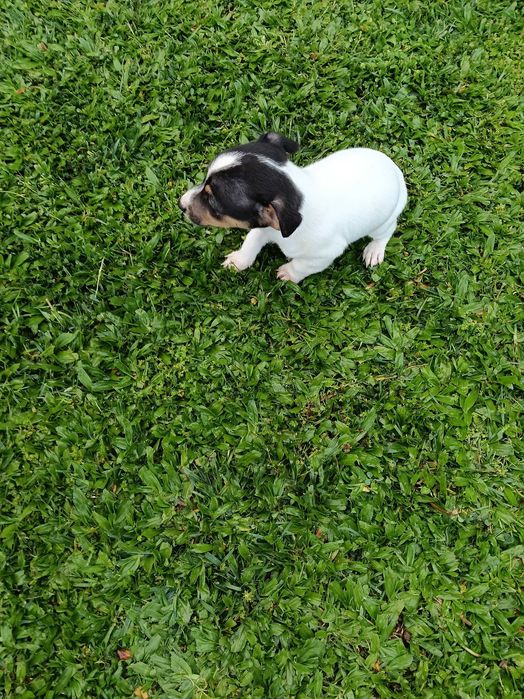 Jack Russel fêmea só este fim de semana