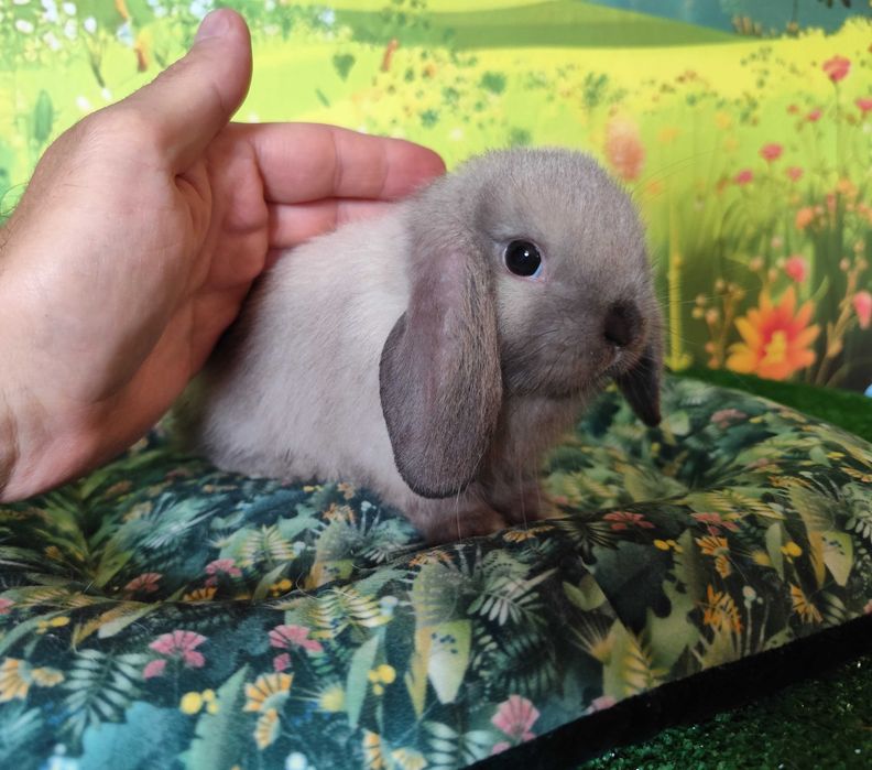 Mini Lop barwa syjamska seal point , Karzełek Niderlandzki Mini Rex - króliczki miniaturki z renomowanej hodowli