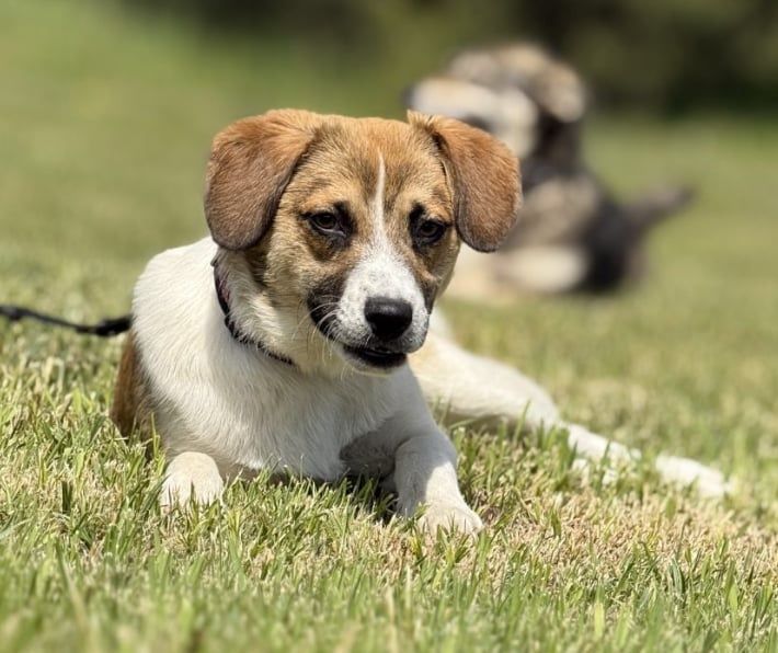 Młody Romuś do adopcji