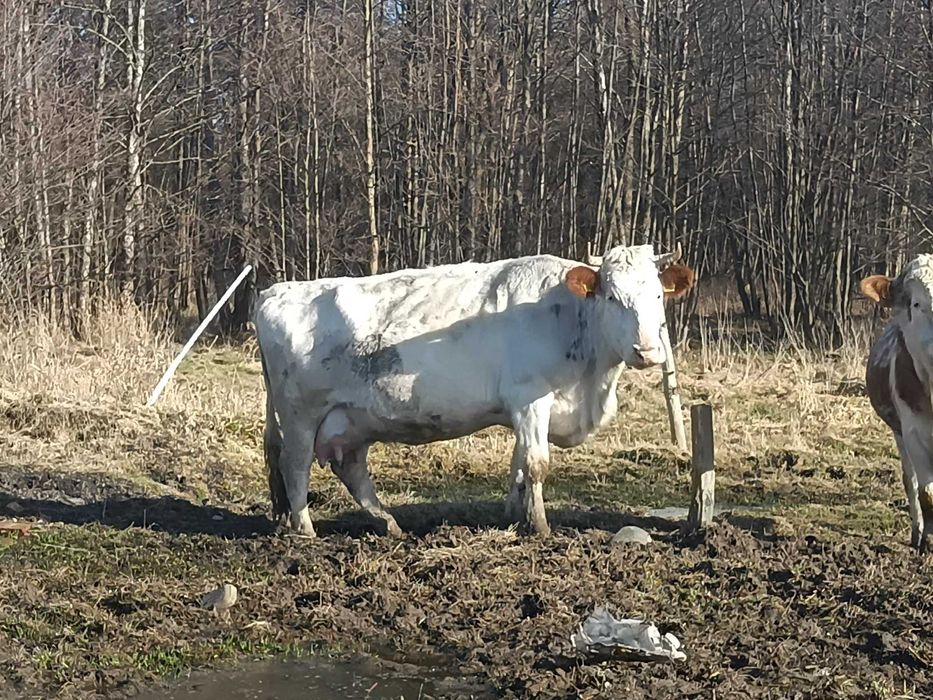 Krowa mleczna z byczkiem.