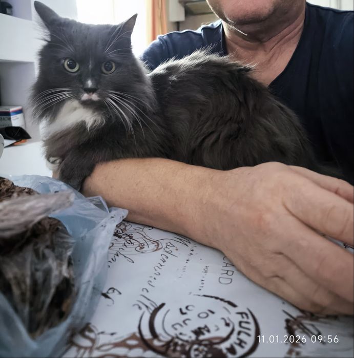 Подарю кошку (домашняя)