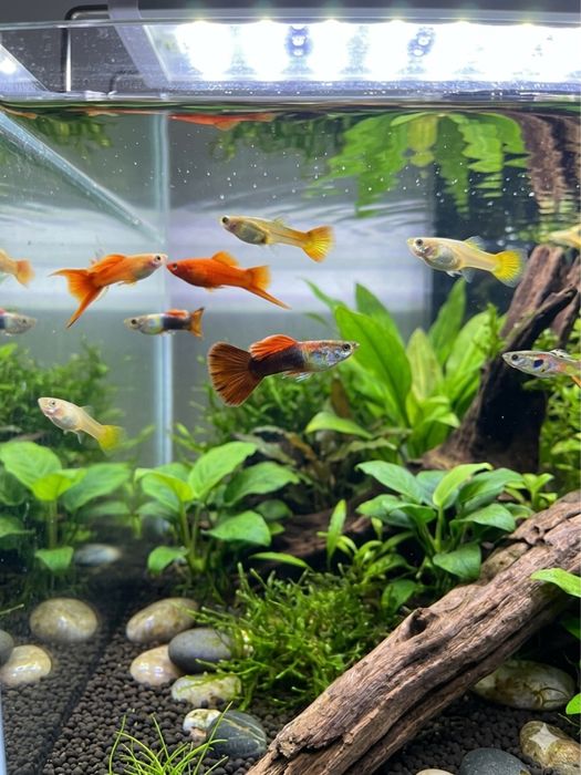 Peixe Guppy Macho e fêmea.