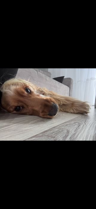 Cocker Spaniel  szuka domu