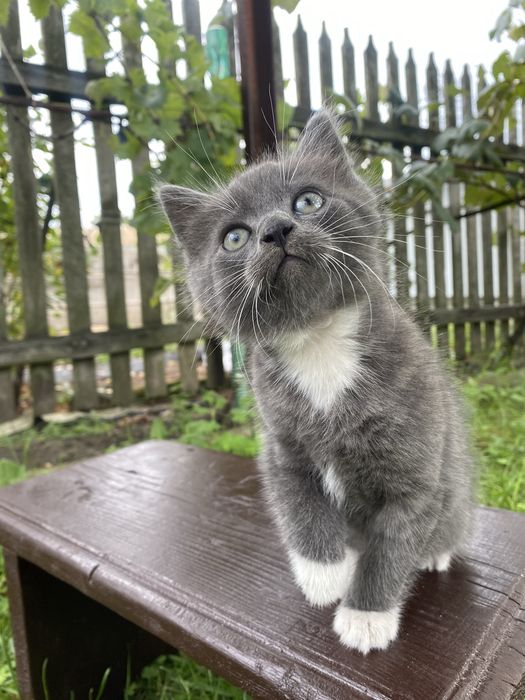 Віддам в добрі руки кошення