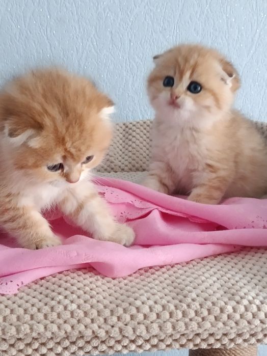 Золоті красотуни