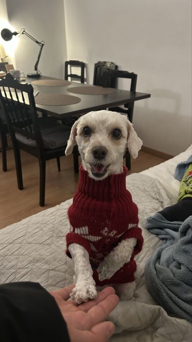 Petsitting e Passeio de cães