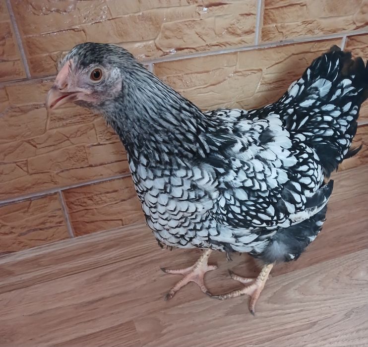 Інкубаційне яйце, віандот срібло