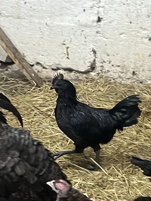 Kogut ayam cemani