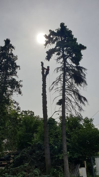 Wycinka drzew. Alpinistyczna. Przycinka drzew, RĘBAK