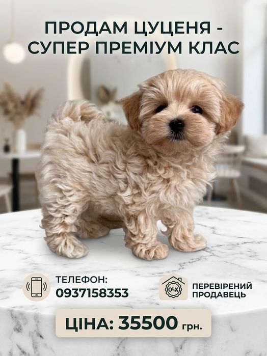 Мальтипу хлопчик уже готовий до знайомства зі своєю родиною
