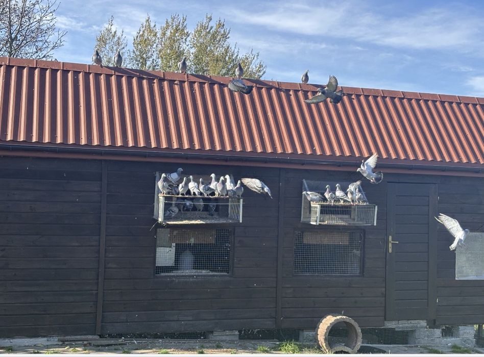 Likwidacja hodowli gołębi pocztowych