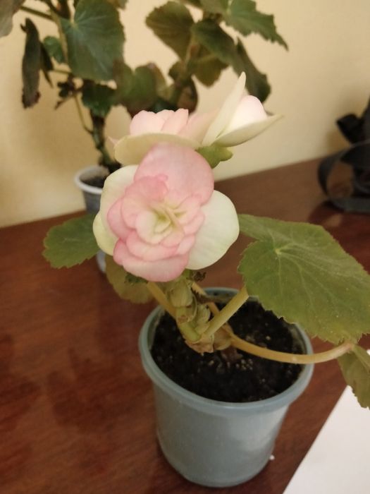 Набір із трьох бегоній елатіор