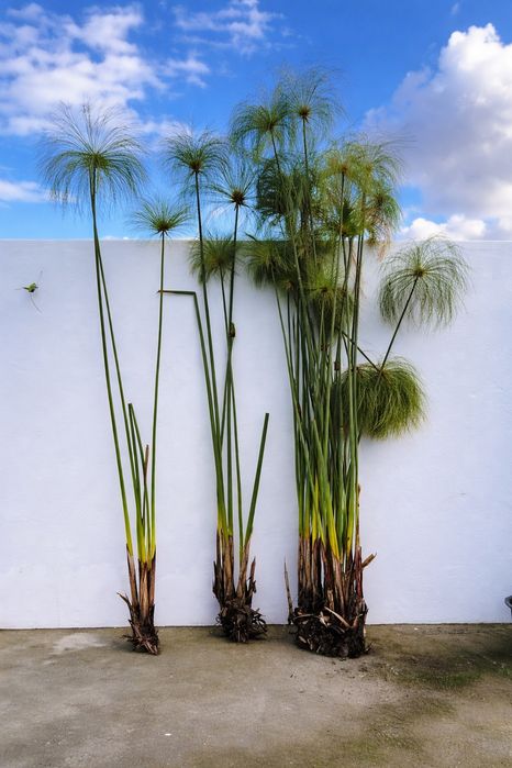 Plantas de Papiro (Cyperus papyrus) – Ornamentais e Exóticas
