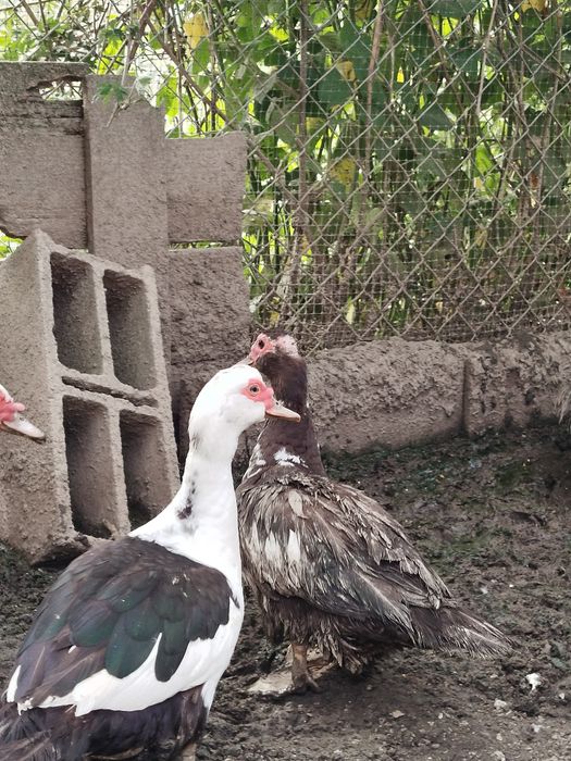 Patos mudos caseiros