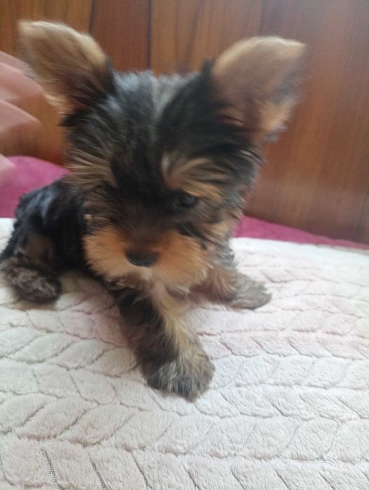 Продам щенка мини йоркширского терьера
