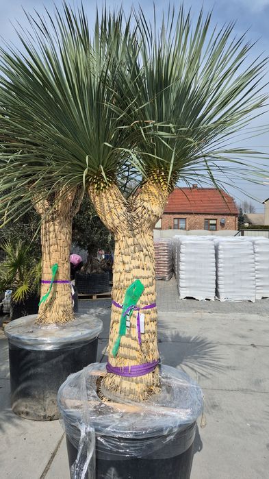 Yucca rostrata MULTIHEAD Wieloglowa. Yuca rostrata