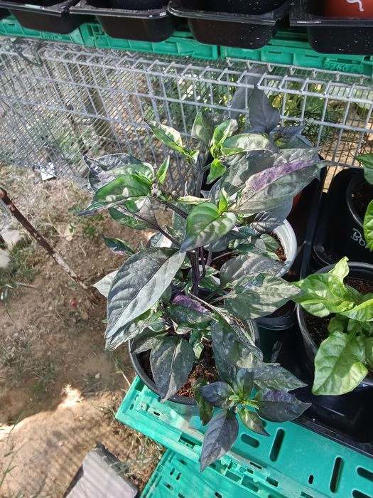 Vendo plantas malaguetas  / pimentas  raras 150 variedades