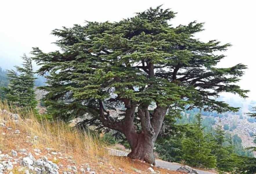 CEDR LIBAŃSKI CEDRUS - sadzonki w doniczkach