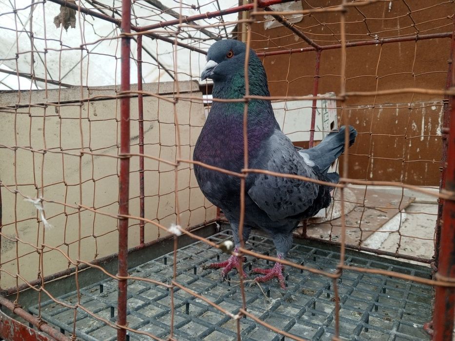 King Kingi Samiec Ptaki gołębie ozdobne