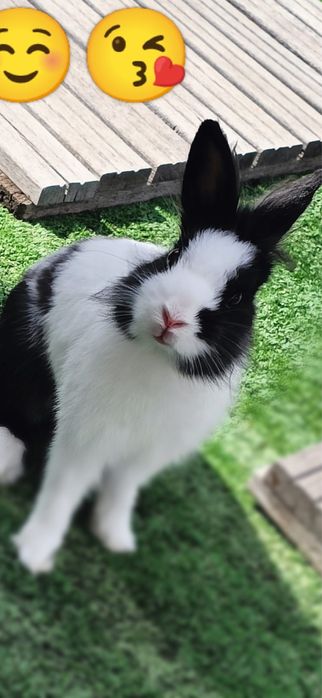 Doação de Coelho Macho