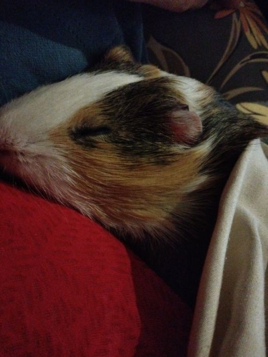 Poszukuję pilnie świnkę morska Samca