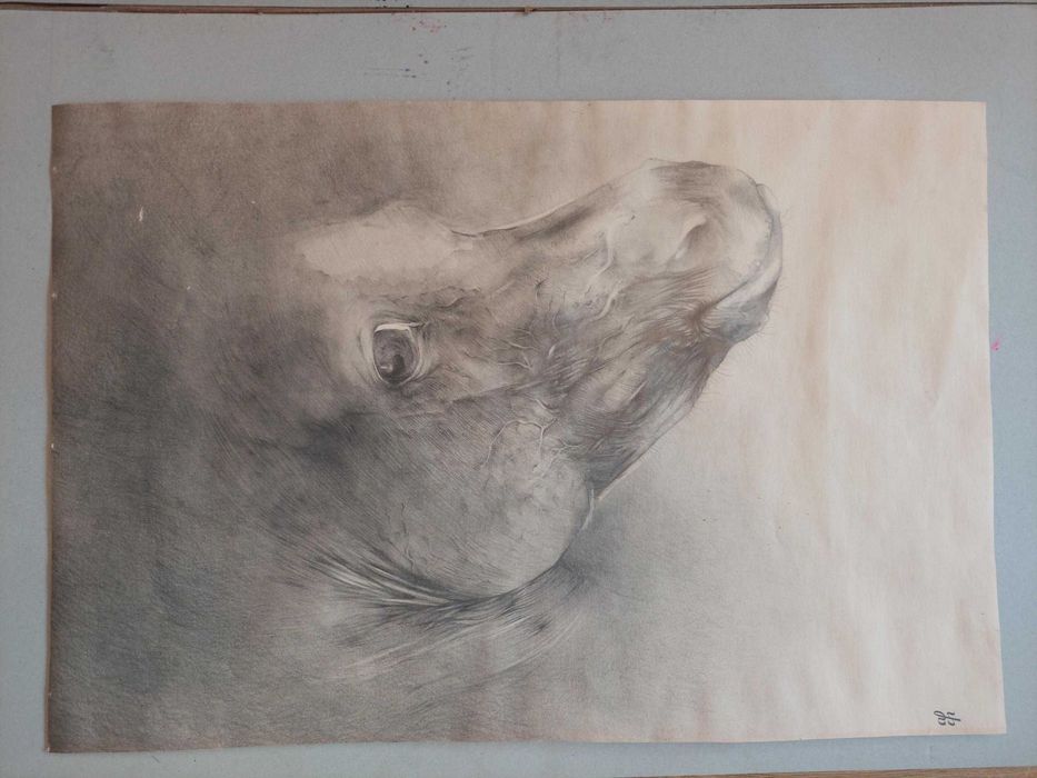 Koń - szkic ołówkiem, 57 x 84cm