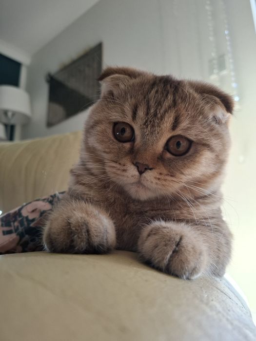 Szkocki Zwisłouchy Krótkowłosy