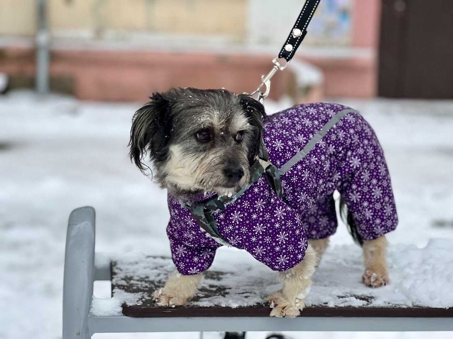 Мини-собачка девочка в добрые руки бесплатно ДНЕПР