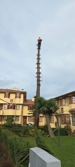 Jardinagem, limpeza de terrenos e corte de árvores