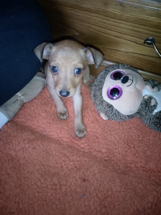 Cachorrinhos  para adoção