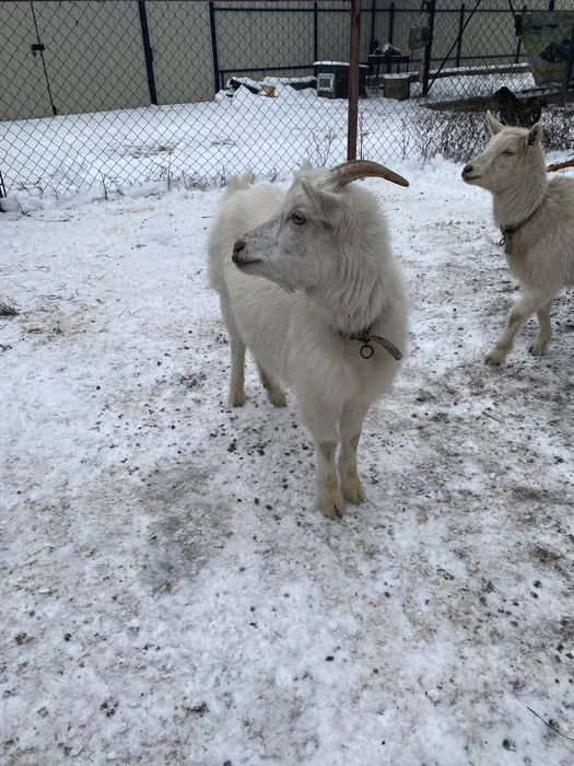 Продам кізочок  .