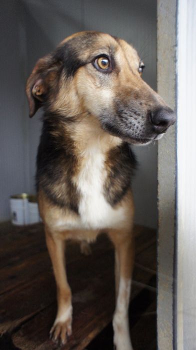 Patolas cadela porte medio grande