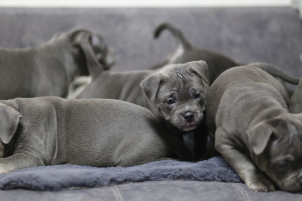 Ambully , Bully, pocket