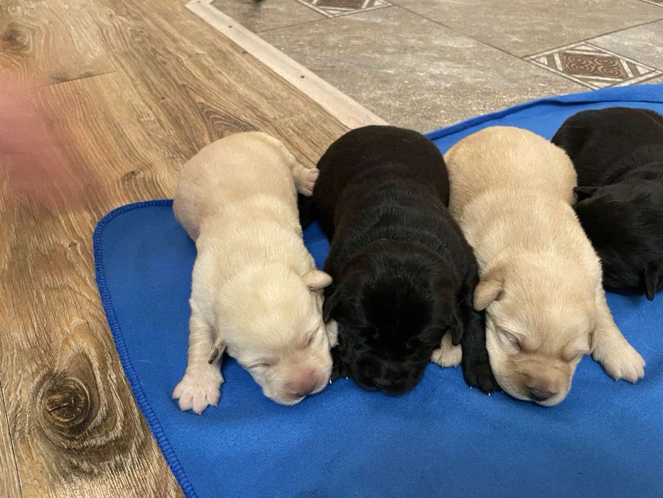 Лабрадор ретривер