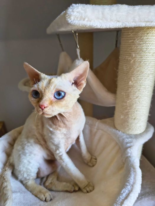 Cudowny kocurek Devon Rex