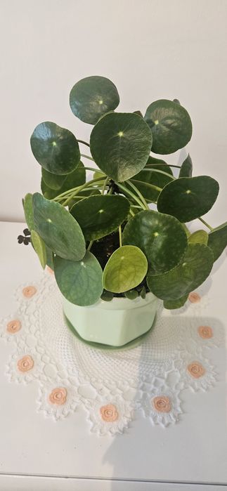 Pilea peperomioides kwiatek pieniazek
