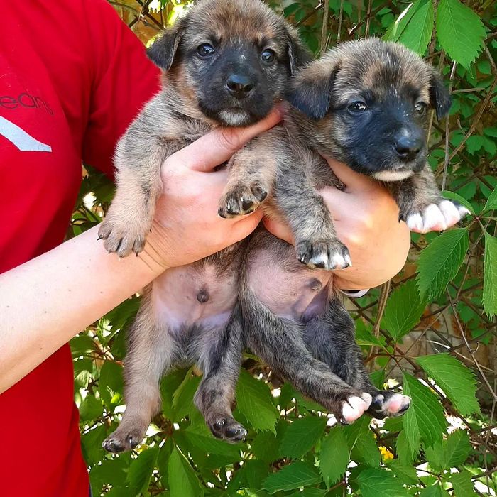 Собачки в хороші сім'ї