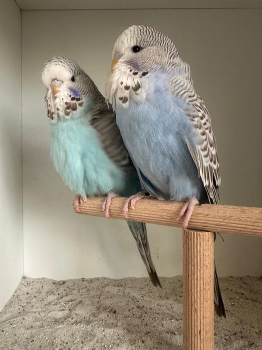 Casais de periquitos blackface