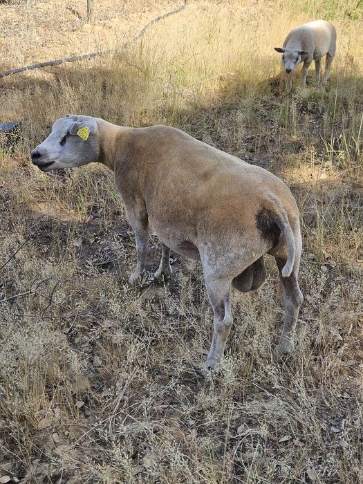 Para venda borrego Texel