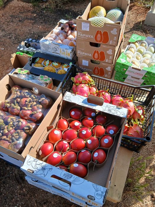 Tropical fruit and trees / Fruta Tropical e plants