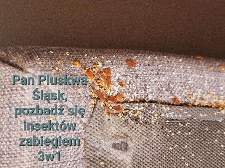 Pluskwa domowa, zwalczanie pluskiew, odpluskwianie, pchły, karaluchy