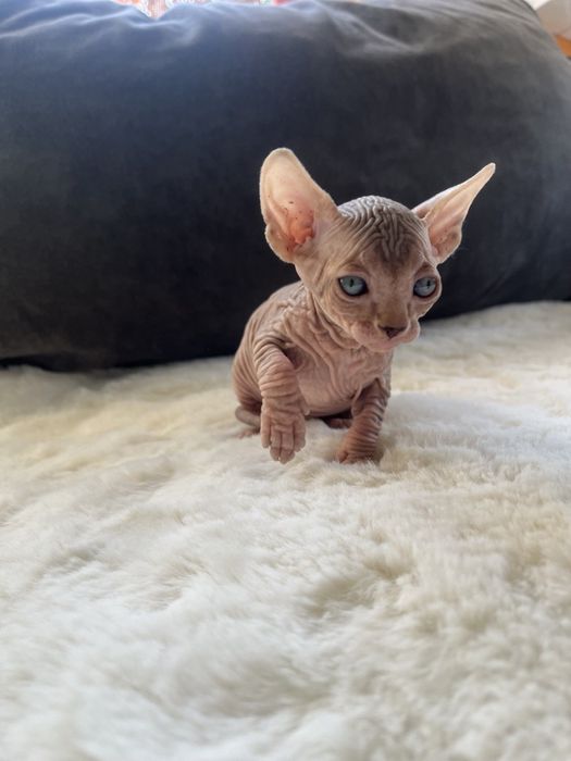 Канадський сфінкс дівчата